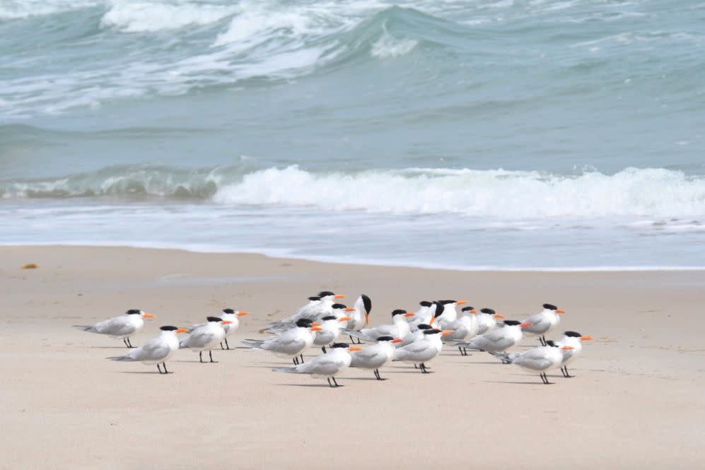 shore birds along coast of Cape Canaveral, Florida