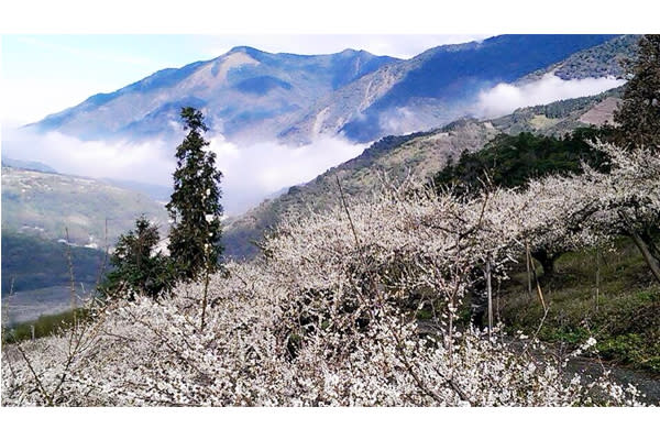 繁花盛開，搭配青山遠景，宛如世外桃源。(圖片來源／信義鄉草坪頭 玉山觀光茶園)