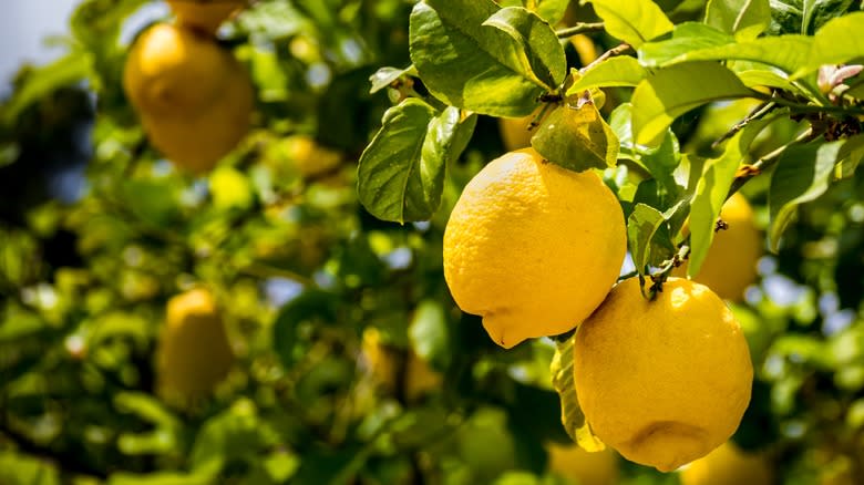 lemons in tree