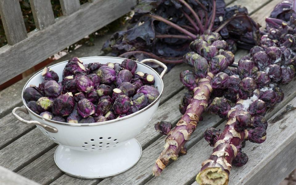 Brussels sprouts 'Rubine' - http://www.gapphotos.com