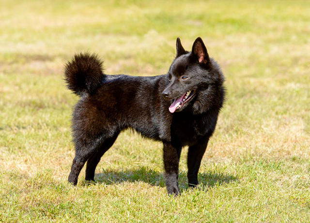 The 25 Smartest Dog Breeds - PureWow