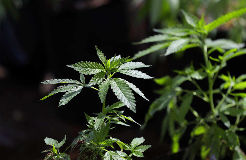 A marijuana plant awaits transplanting at the Hollingsworth Cannabis Company near Shelton, Wash. (Photo: Ted S. Warren/AP)