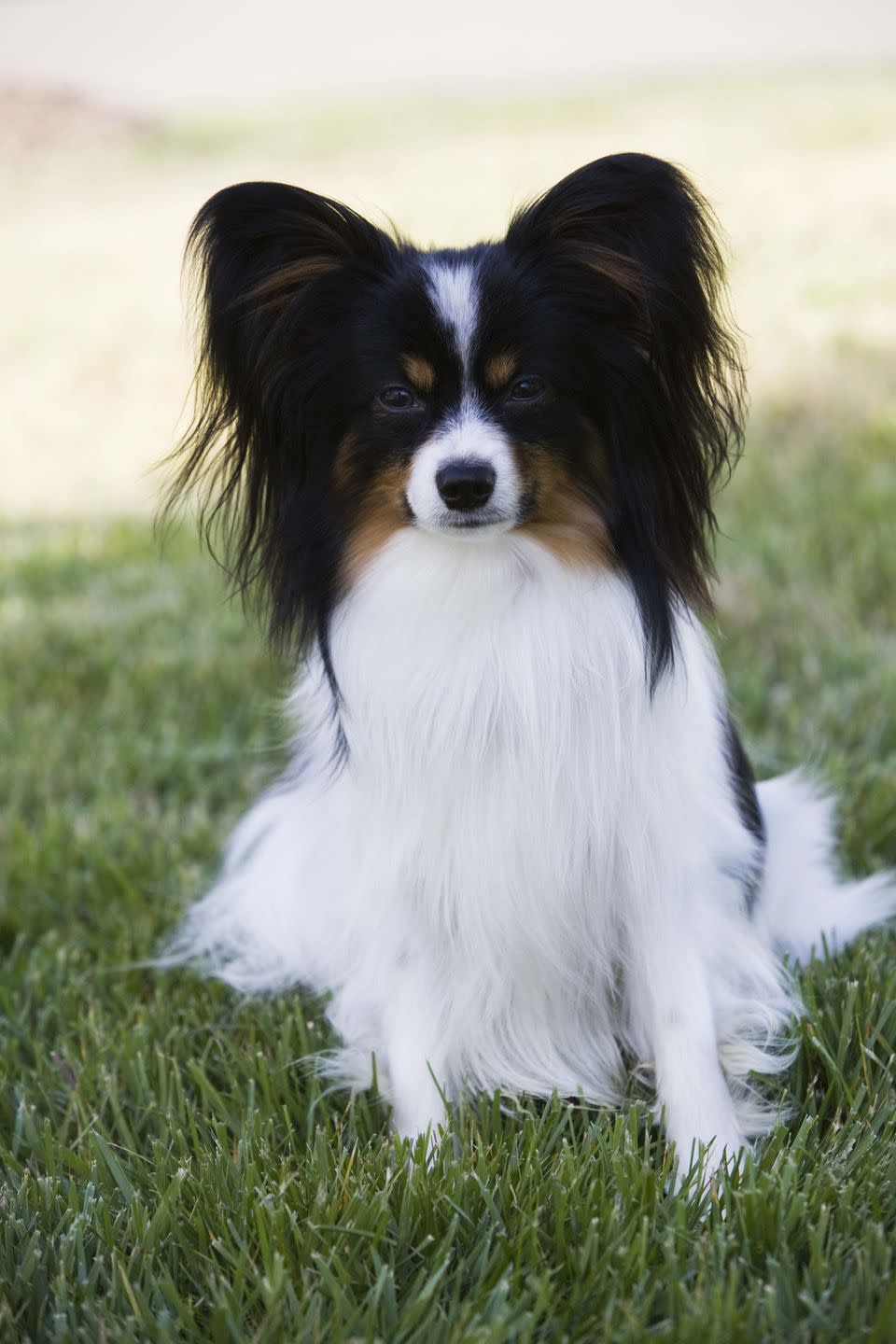 6) Papillion