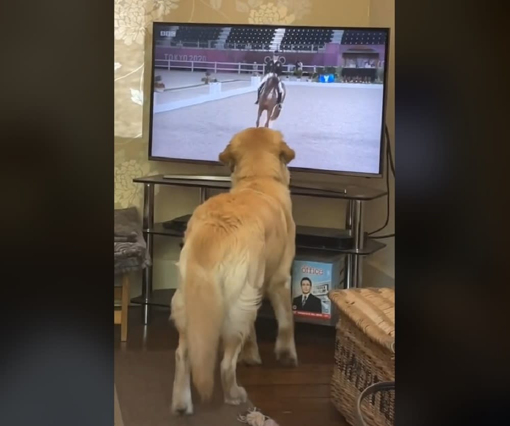 Willow the Golden Retriever had the best time watching the equestrian on TV. —  Scree Ca;kre from TikTok/@willowthepillow20