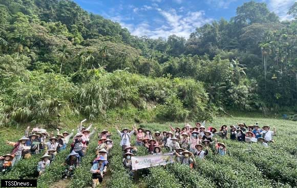 茶金情緣浪漫物語以採茶體驗讓單身男女找到契合的另一半。（圖：新北民政局提供）