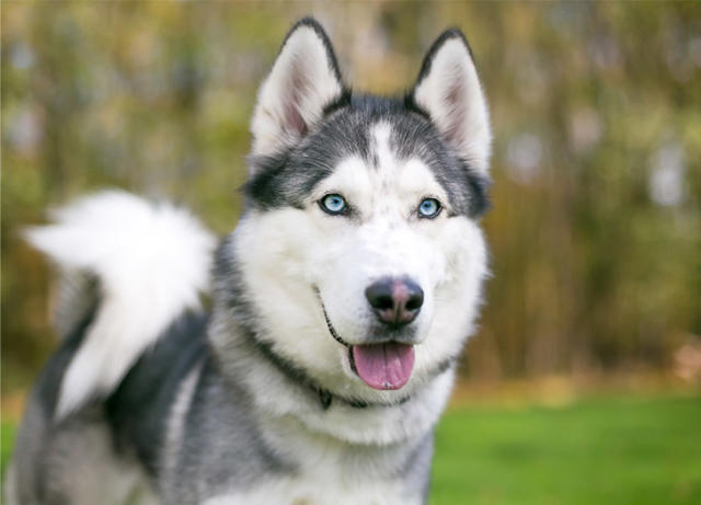 25 Fluffy Dog Breeds That You'll Want to Pet All Day Long - PureWow