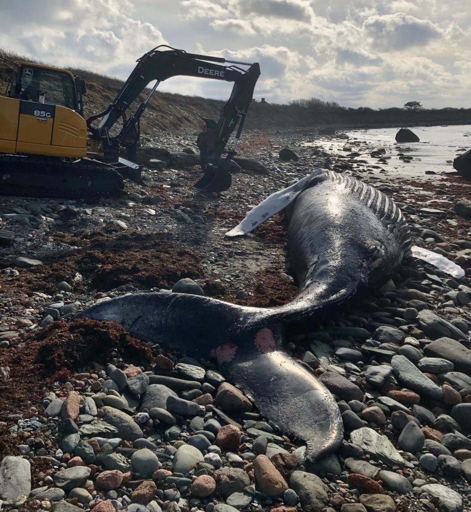 An excavator was used to bury the 10-ton whale.