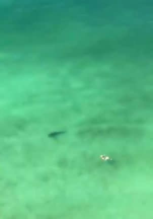 Photo of shark following swimmer at Panama City Beach in Gulf of Mexico.