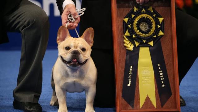 Winston the French Bulldog wins the Non-Sporting Group