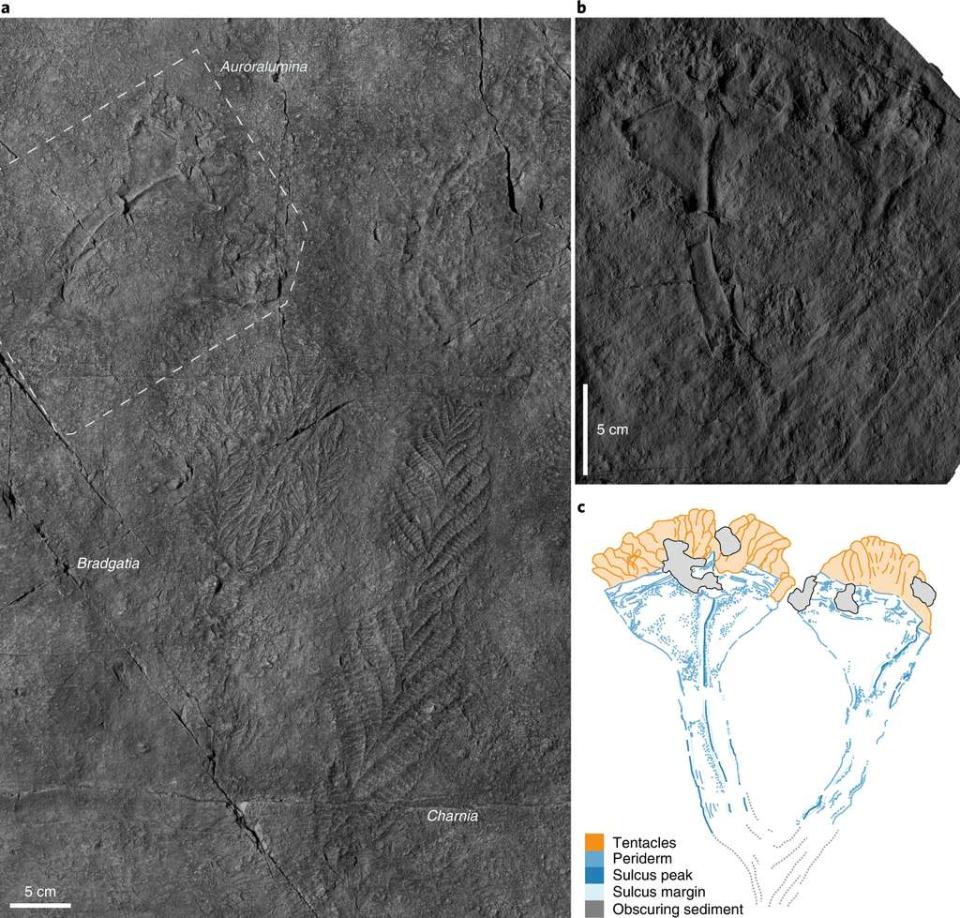 Auroralumina attenborough a été découvert imprimé dans la pierre. En b, se trouve un zoom sur le fossile, et en c, une reconstitution effectuée par les chercheurs. © Dunn, F.S., Kenchington, C.G., Parry, L.A. et al.