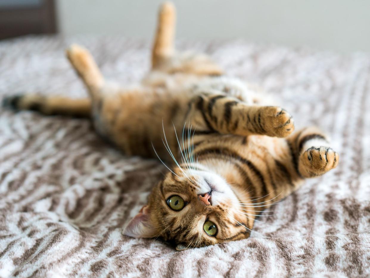 Cute bengal funny cat playing at home