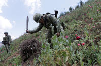 <p>A soldier uses his machete to chop poppy plants during a military operation in the municipality of Coyuca de Catatlan in Mexico, Mexico, April 18, 2017. (Photo: Henry Romero/Reuters) </p>