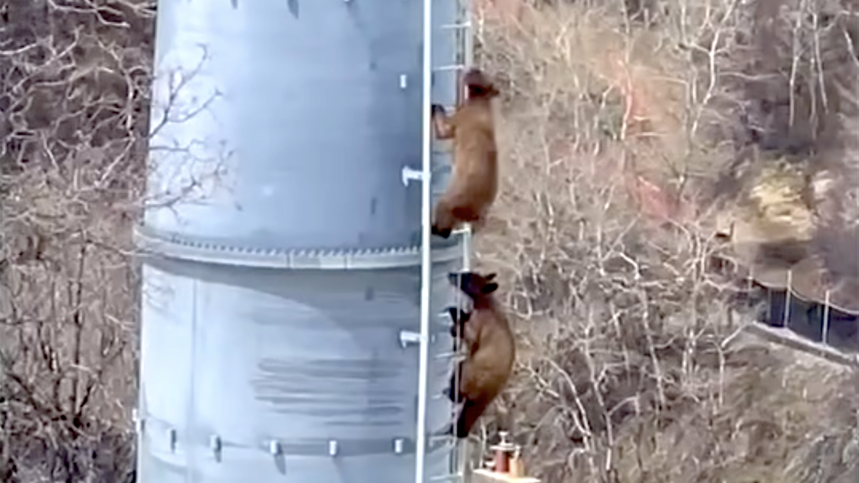  Bear subs climbing ski lift tower at Steamboat. 