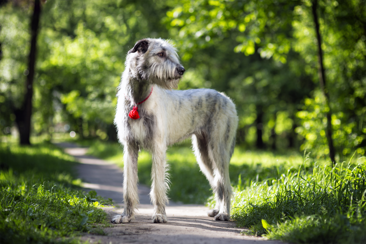 Irish wolfhound