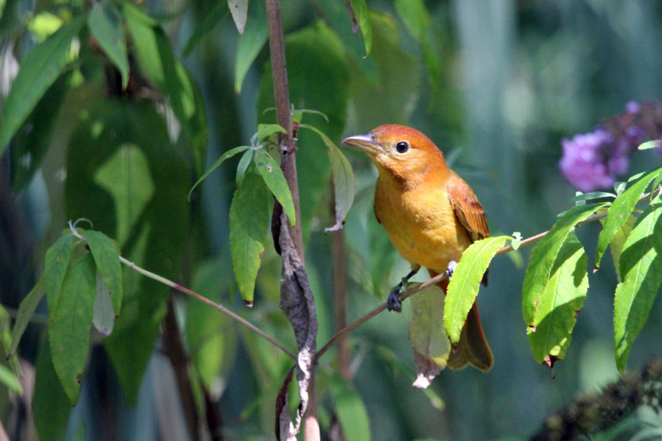 Immature female Summer Tanager forages for bugs during Fall migration.