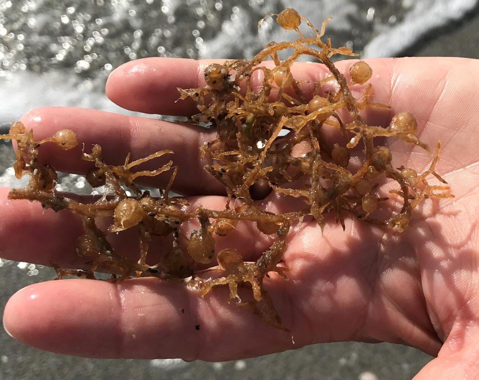 Reporter Amy Bennett Williams holds a piece of sargassum found on a Captiva Beach. The macro-algae is a natural part of healthy ocean and beach ecosystems.
