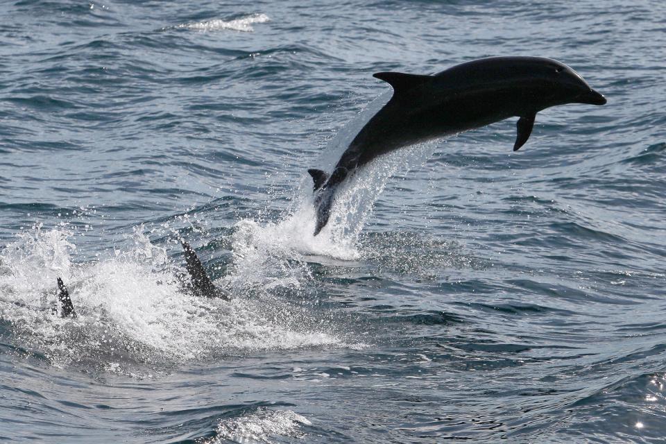 Pictured: Bottlenose dolphin off the coast of California, like the kind allegedly trained by Russian forces.