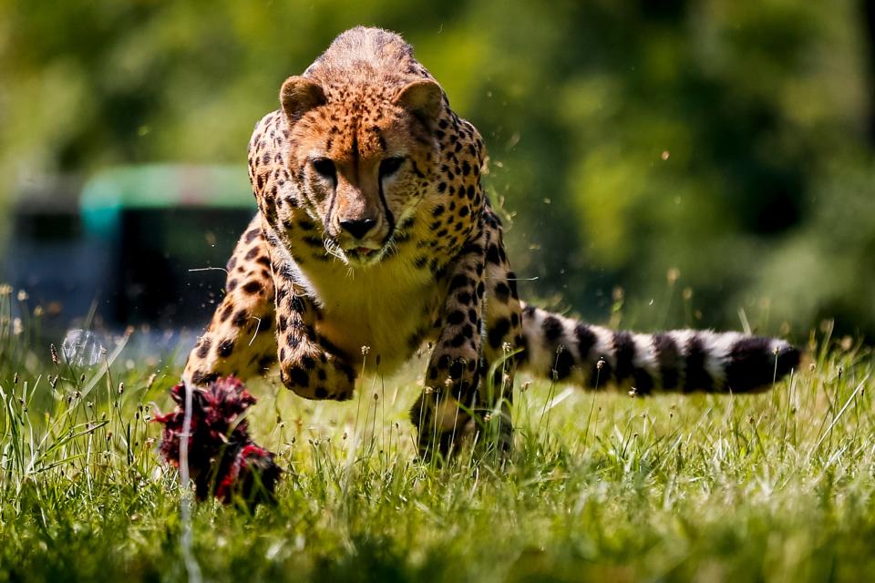 Donni chases a lure at Mast Farms in Clermont County, Ohio, in 2017. He and the Cincinnati Zoo's other cheetahs will soon have a new space to run at Bowyer Farm in Warren County.