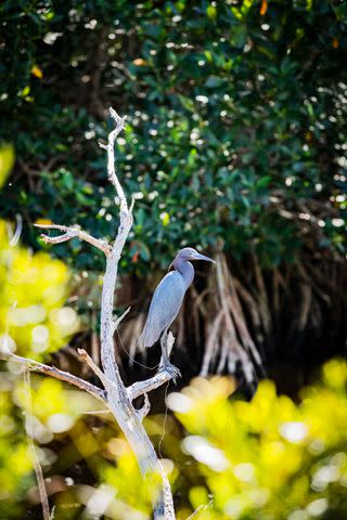 <p>ROBBIE CAPONETTO</p> Catch glimpses of coastal birds among the many acres of mangroves in Collier-Seminole State Park.