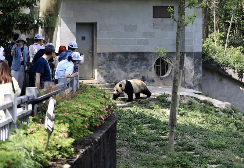 中國選定一對大貓熊旅美 中國宣布從「大熊貓保護研究中心」選定一對大貓熊 「雲川」、「鑫寶」赴美。圖為研究中心與參訪人 潮。（中新社提供） 中央社 113年4月27日 
