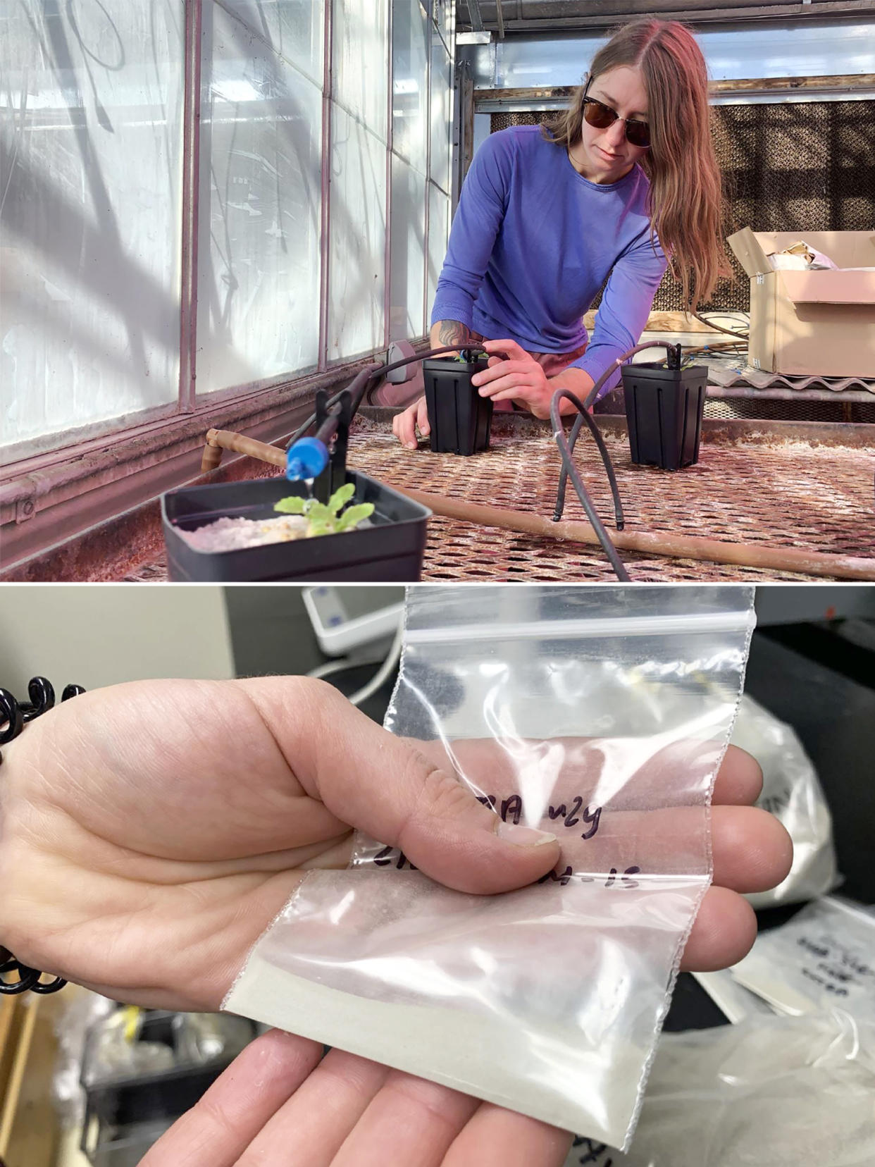 Top, doctoral student Molly Blakowski grows cabbage in a greenhouse laboratory at Utah State University to test whether toxic metals in dust are easily absorbed by plants. At bottom, Blakowski holds a bag of fine dust collected from the Great Salt Lake during field work. Blakowski added lake dust to the cabbage to measure metals uptake.  (Evan Bush / NBC News)