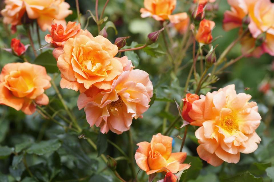 <p>Evoking a sense of passion thanks to their fiery hue, orange roses are all about energy. So whether you’re facing a midweek slump or the excitement of a new relationship, channel that blaze into these vibrant blooms. </p>