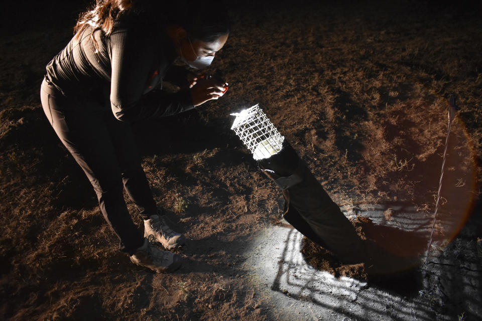 Tribal member and wildlife technician Sakura Main peers into a trap with a black-footed ferret that was captured so it could be vaccinated against sylvatic plague that can decimate populations of the highly endangered mammals, Oct. 6, 2022, near Fort Belknap Agency, Mont. (AP Photo/Matthew Brown)