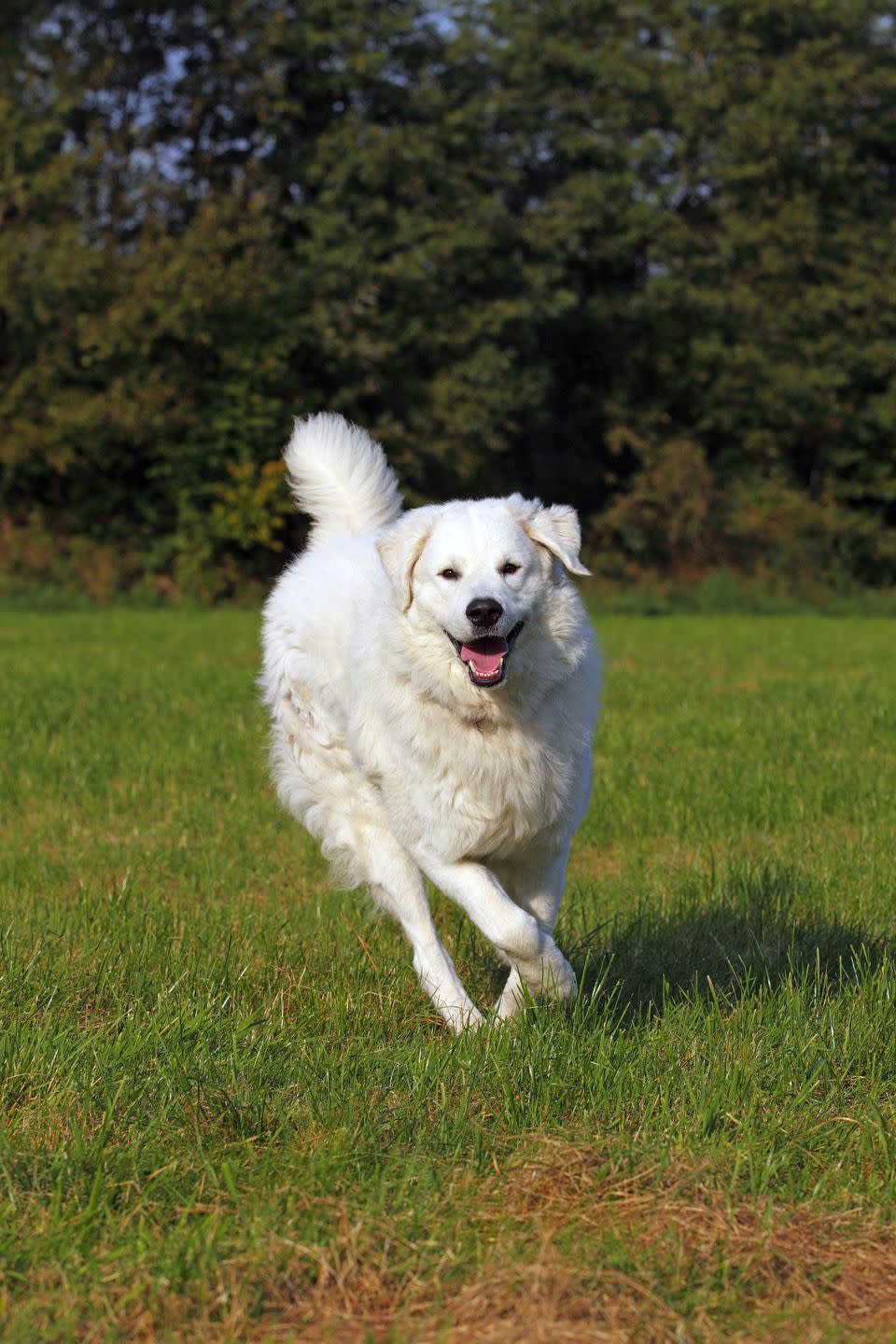 kuvasz