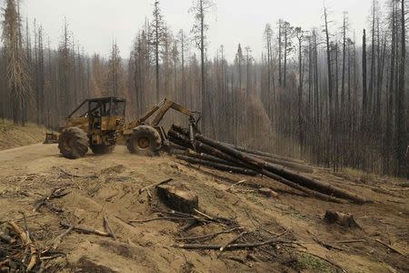 An active logging site is pictured among burned trees from last year's Rim fire near Groveland, California July 30, 2014. REUTERS/Robert Galbraith