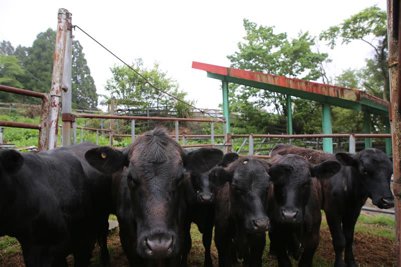飼養牛群是高排碳的產業，不符合推動淨零排放的政策，加上飼養的因素已經不存在，農場決定停止飼養牛的業務。(圖/清境農場提供)