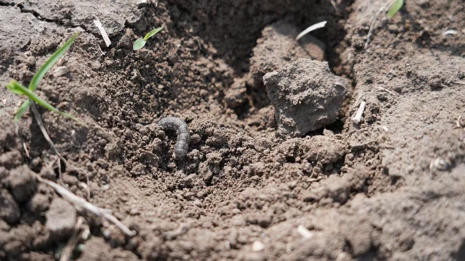Cutworms have been ravaging fields in Témiscamingue.