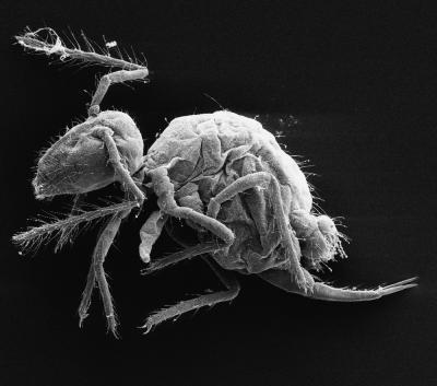 Bizarre Insectlike Creatures Discovered in Spanish Cave