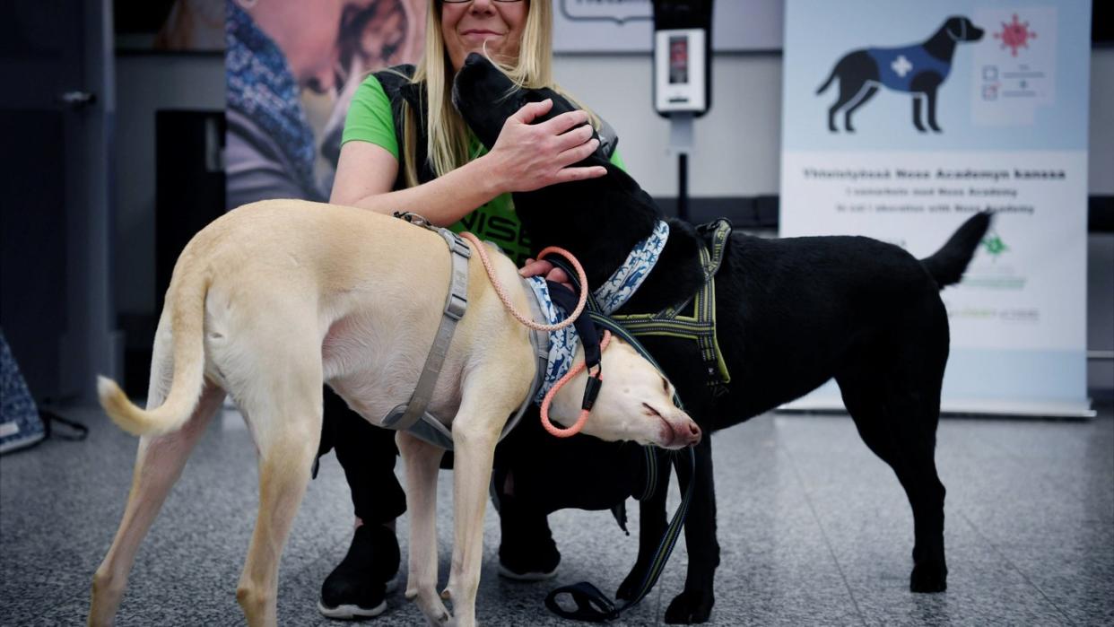 Die Covid-19-Spürhunde K'ssi (l) und Miina sollen in Helsinki Corona-Infektionen bei Menschen erschnüffeln, noch bevor diese Symptome zeigen.