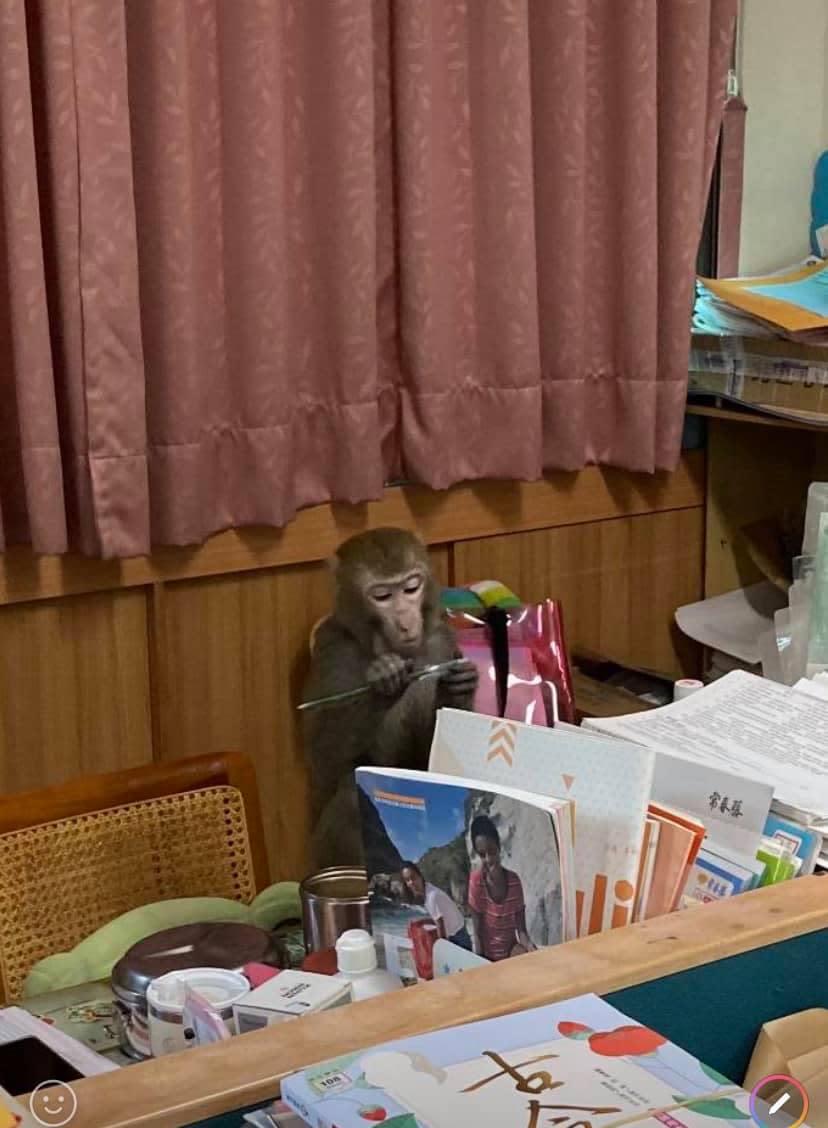 獼猴擅闖長億高中英文老師的辦公室，還一派悠哉。（圖／翻攝自沈樹林臉書）