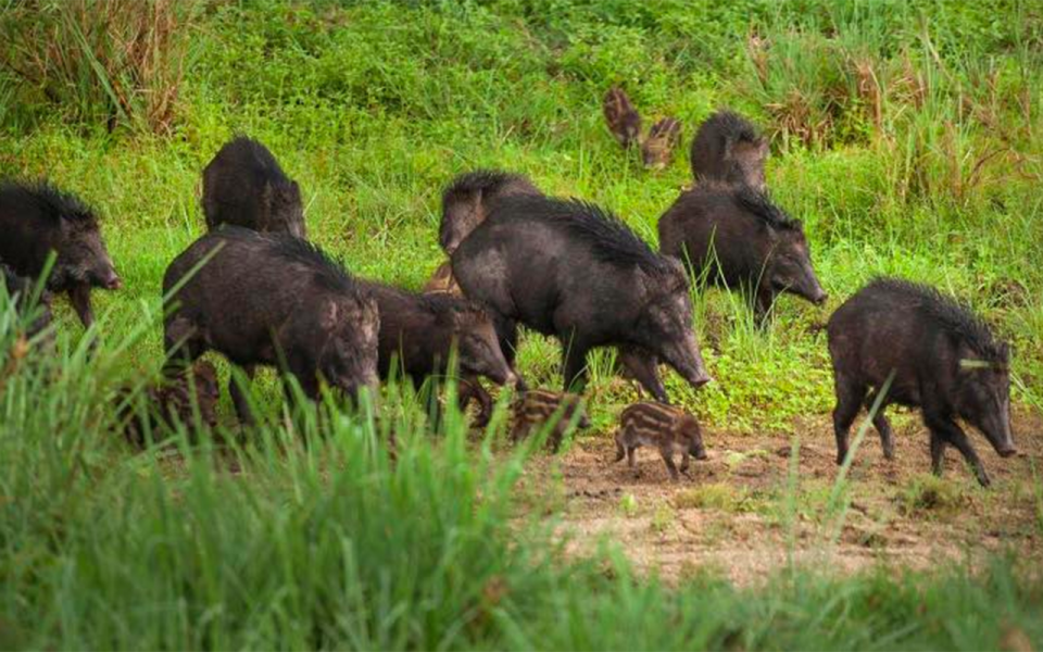 A pictured was posted of a family of wild boars. Source: Facebook/Thai Navy SEAL