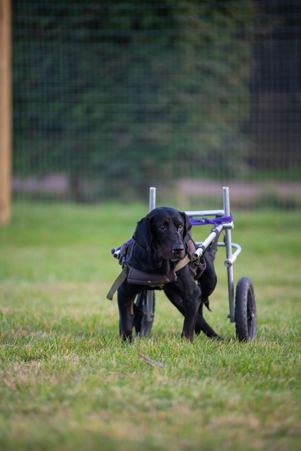 Unfortunately Jack’s old wheels began to cause him arthritis (rawpawsphotography/PA Real Life)