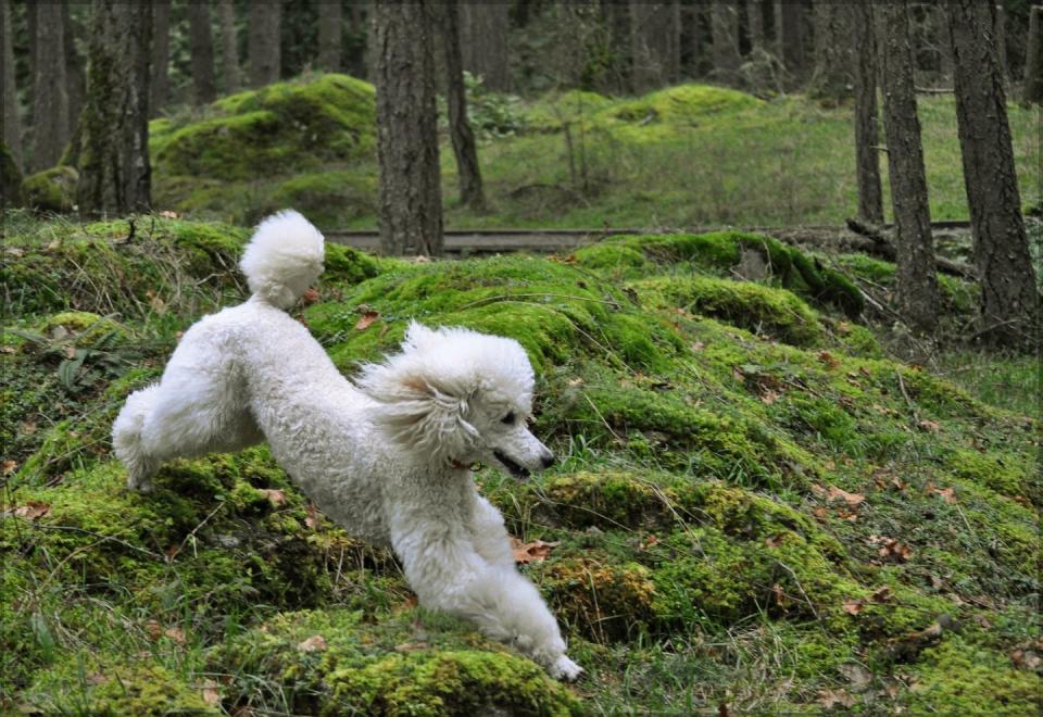 Standard Poodle