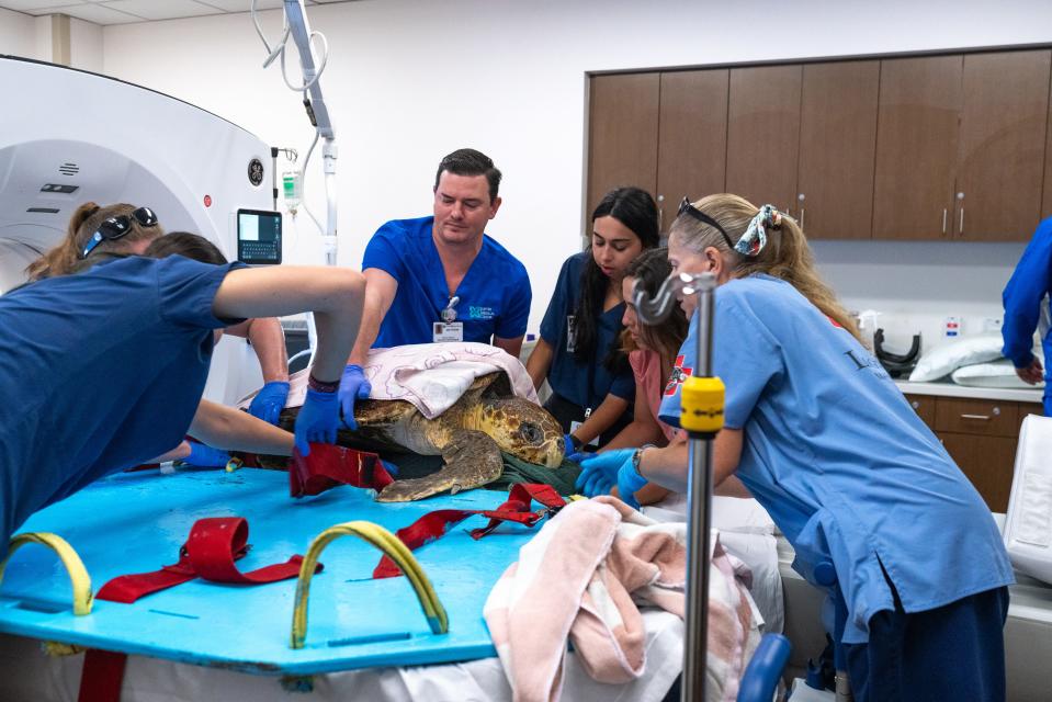 Jupiter Medical Center and Loggerhead Marinelife Center teams work together to position Dwight, a loggerhead, on the CT Scan at Jupiter Medical Center. He came to the hospital with problems in his gut and his doctors wanted a better look after during a slow recovery.