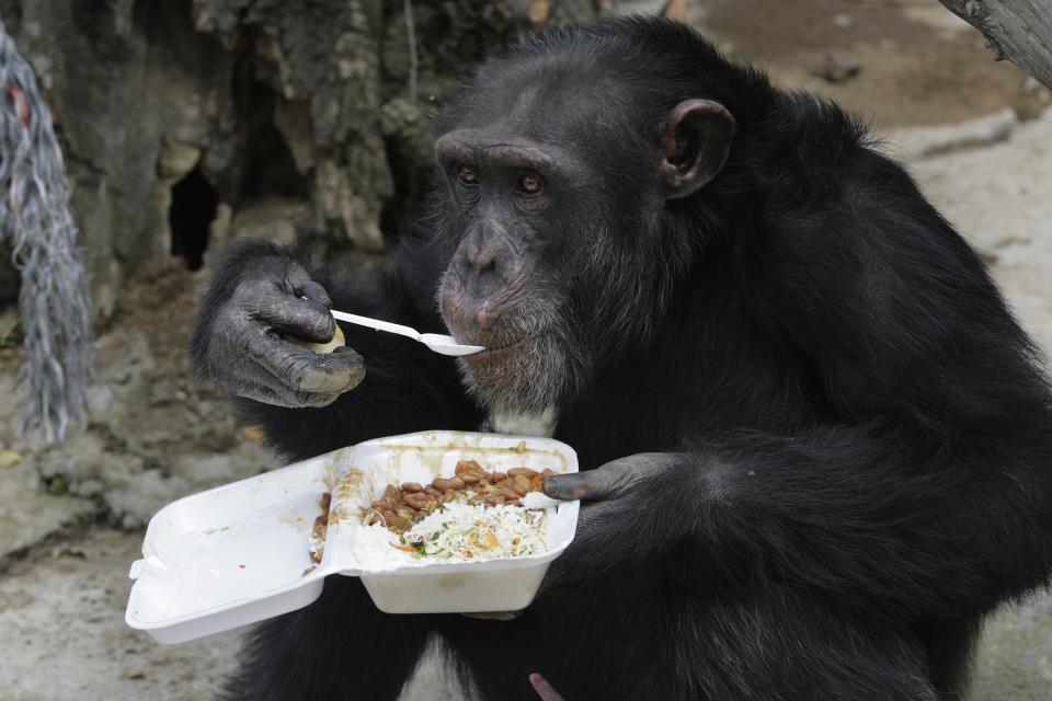 A chimpanzee eats its lunch using a spoon at Villa Lorena animal refugee center in Cali, in this file photo taken October 20, 2009. An animal rights group, in what it says is a worldwide first, has been granted a court hearing in which it will argue that two chimpanzees used in research at a New York state university cannot be held captive. REUTERS/Jaime Saldarriaga/Files