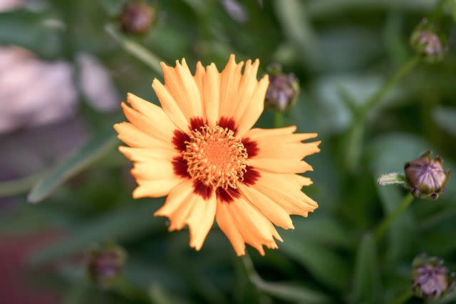 <p>Helena Bezold / Getty Images</p> Coreopsis lanceolata 'Sterntaler'