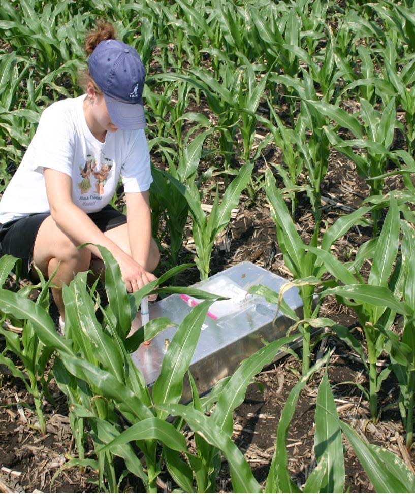 Jennifer Laugheed taking samples of corn for greenhouse gas analysis. ACRE is a collaborative space where professors at Purdue’s Agronomy Department work alongside student workers.