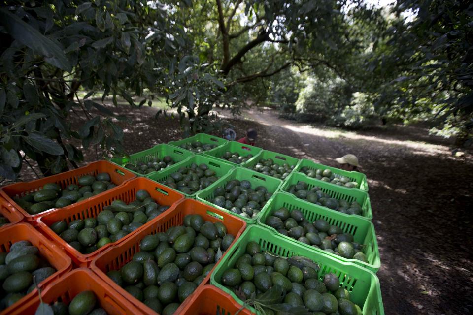 Avocado boxes are collected an avocado orchard owned by the Cevallos family in Michoacan, Mexico, Thursday, Jan. 16, 2014. Mexico's spreading vigilante movement announced its first big land hand-out, returning 25 avocado orchards to farmers whose properties had been seized by the cartel, which started in drug trafficking and expanded to extortion and economic control. Such moves are expanding the strength and popularity of the vigilantes even as the government demands they disarm. (AP Photo/Eduardo Verdugo)