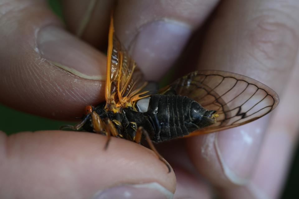 The tymbal, a white membrane on a periodical cicada male's midsection used to create sound, is displayed by Jennifer Rydzewski, an insect ecologist for the DuPage Forest Preserve, Wednesday, June 5, 2024, in Wheaton, Ill. The most noticeable part of the cicada invasion blanketing the central United States is the sound. The songs — only from males — are mating calls. (AP Photo/Carolyn Kaster)