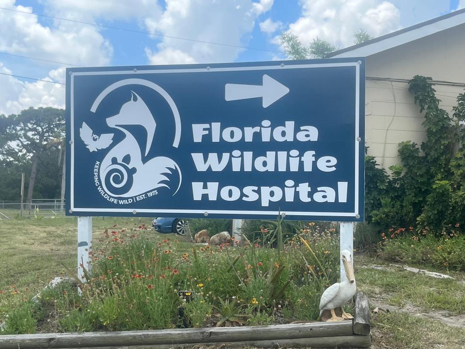 Engagement Editor John A. Torres is thankful to the folks at Florida Wildlife Hospital on US1 in Palm Shores for caring for and healing a gopher tortoise named "Soup."