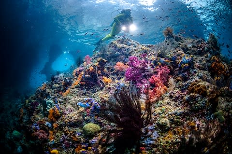 Diving in Raja Ampat - Credit: getty