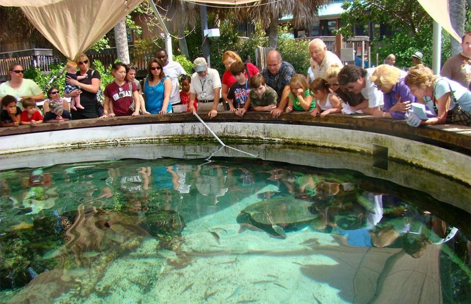 Gumbo Limbo