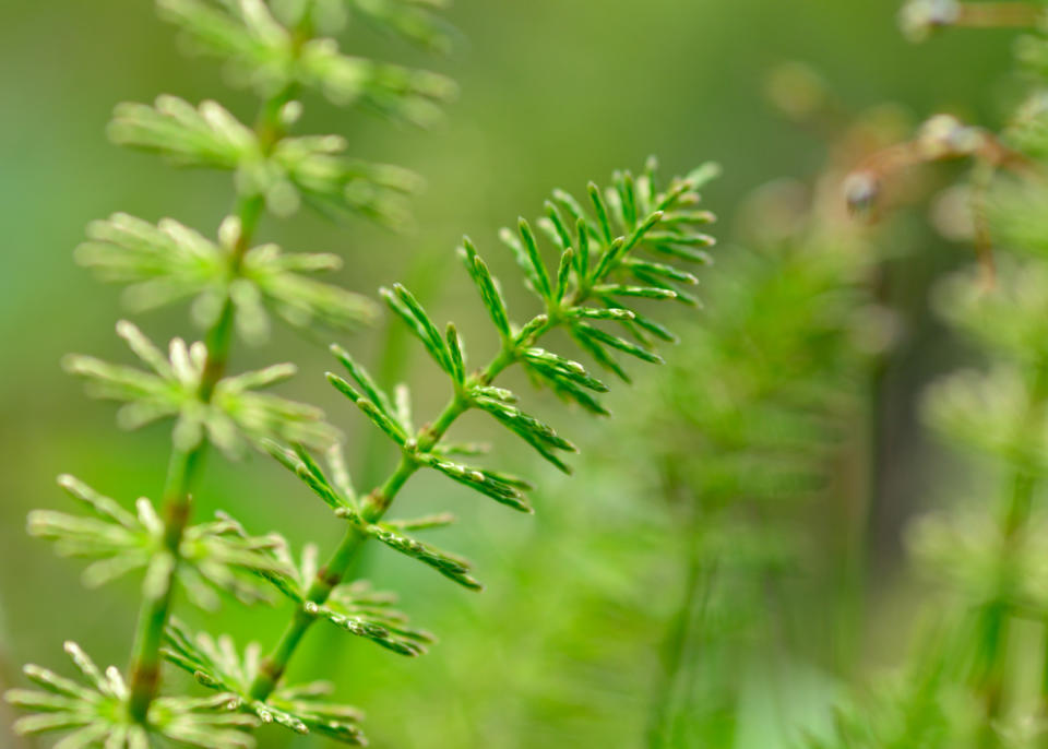 Horsetail. (Getty Images)