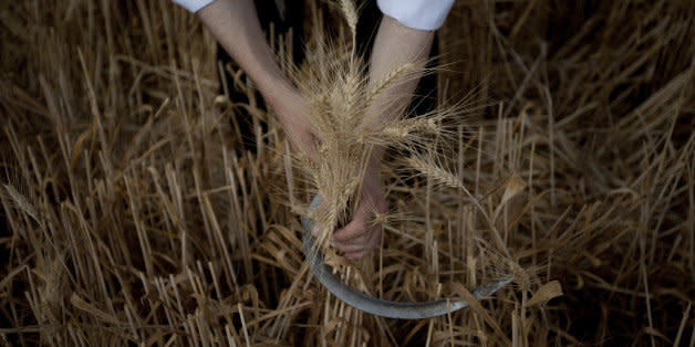 An Ultra Orthodox Jewish man harvests wheat ahead of the Jewish Shavuot holiday, in a field outside the Israeli community of Mevo Horon, Sunday, May 20, 2012. The Jewish holiday of Shavuot, commemorating Moses receiving the Ten Commandments and also a harvest holiday, begins next Monday sundown. (AP Photo/Ariel Schalit) (Photo: )