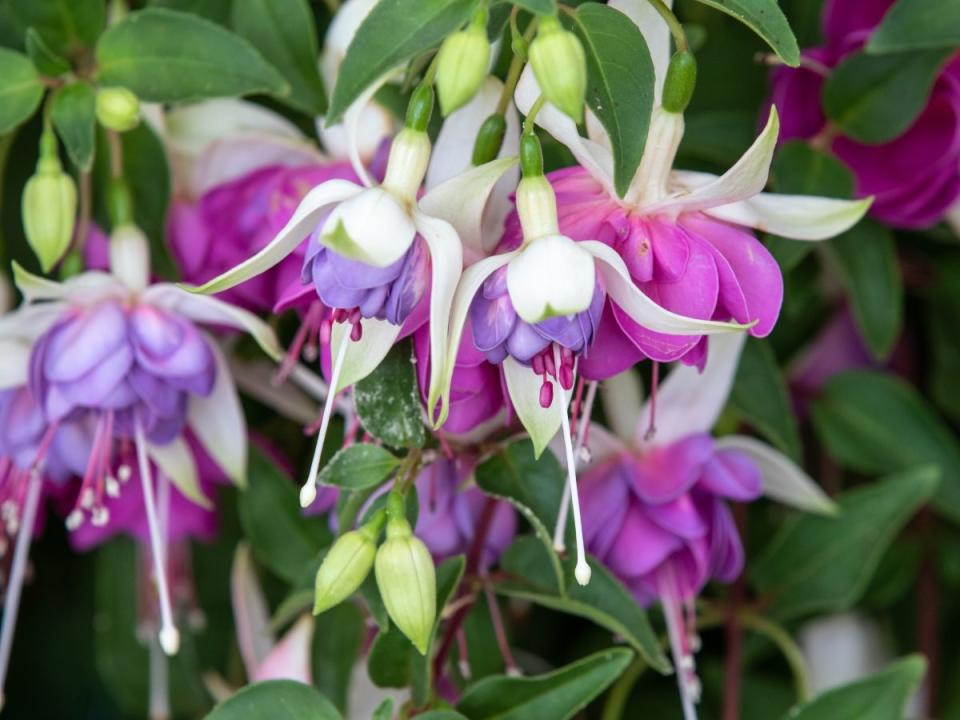 a close up of a fuchsia flower