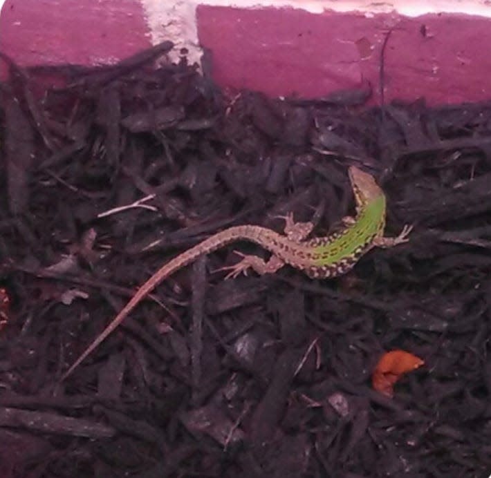 An Italian wall lizard in the garden of Cheryl Willis, of Cobalt Ridge, Levittown. Her home was invaded by the lizards in 2019.